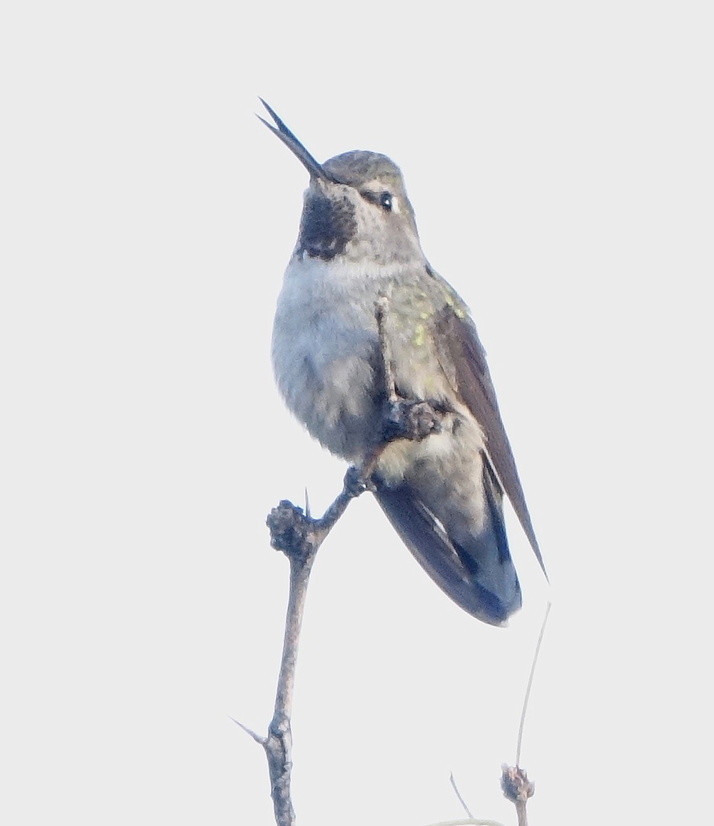 Anna's Hummingbird - ML627271390