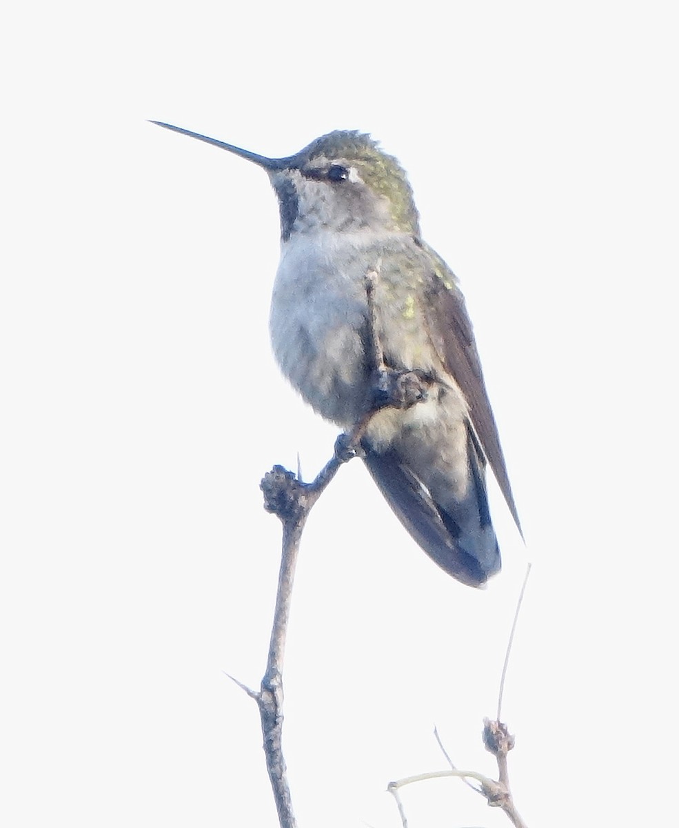 Anna's Hummingbird - ML627271391