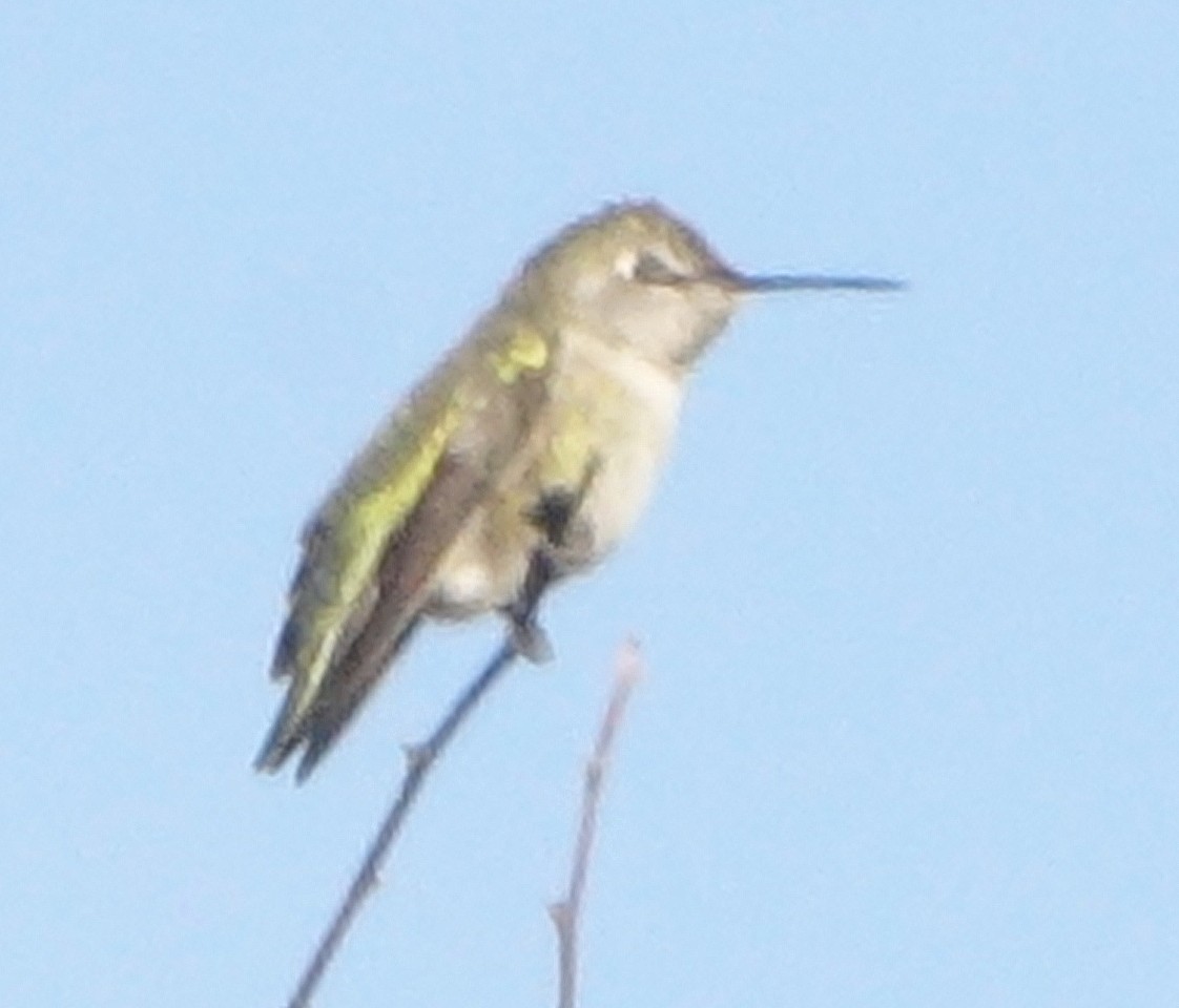 Anna's Hummingbird - ML627271392