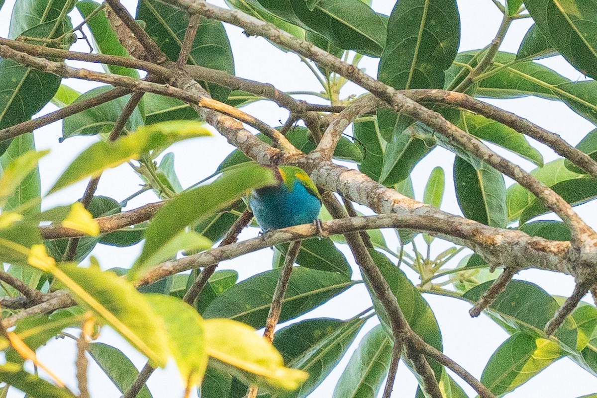 Bay-headed Tanager (Bay-and-blue) - ML627271576