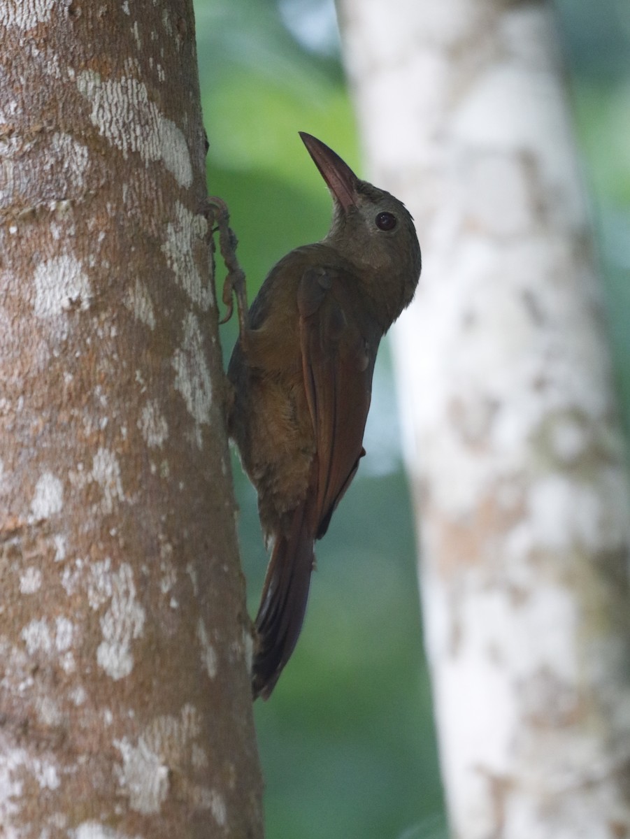 Uniform Woodcreeper - ML627271793