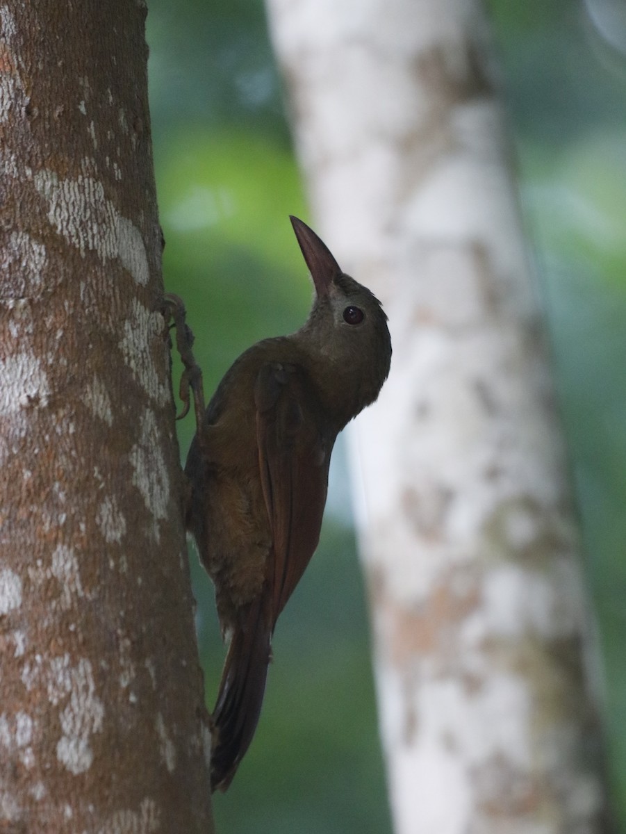 Uniform Woodcreeper - ML627271794