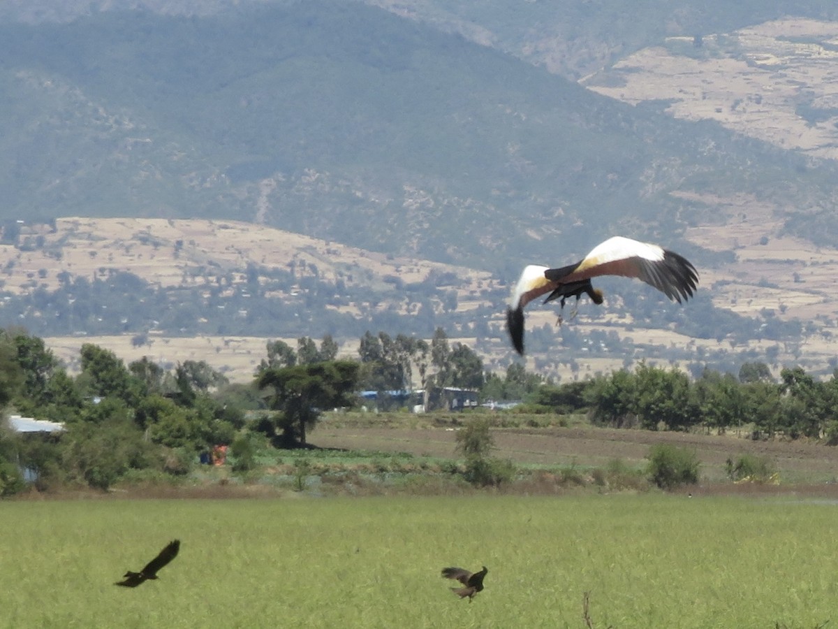 Black Crowned-Crane - ML627271872