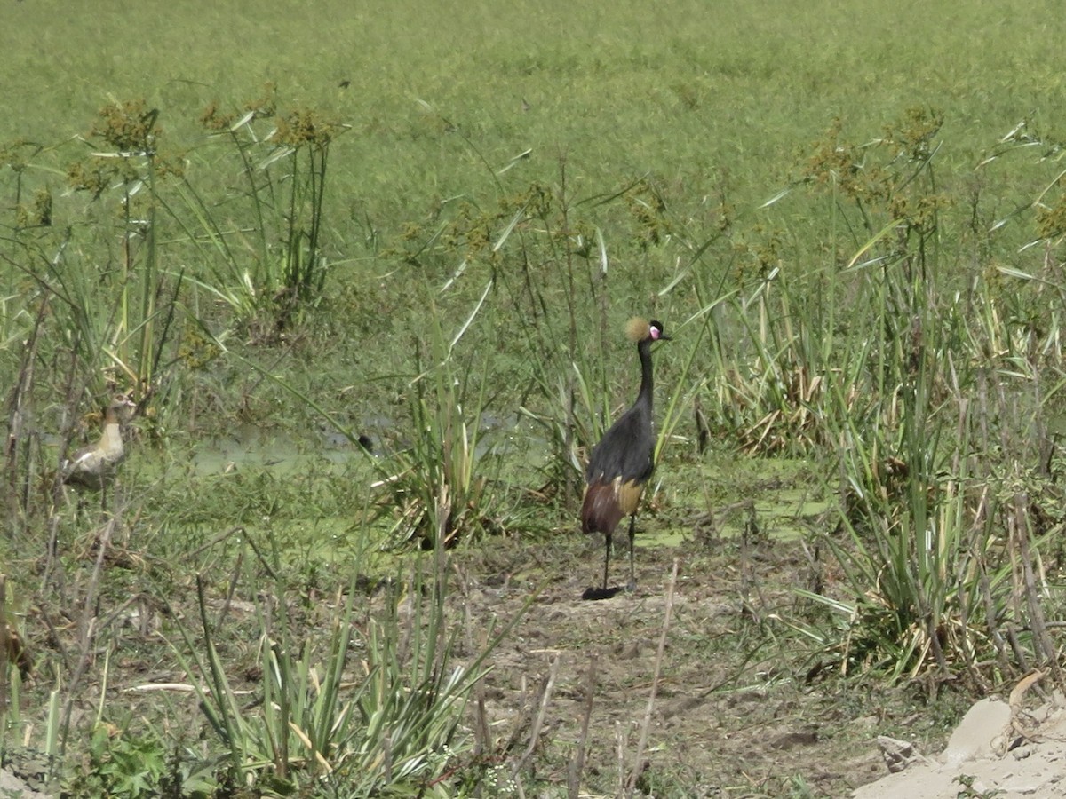 Black Crowned-Crane - ML627271873