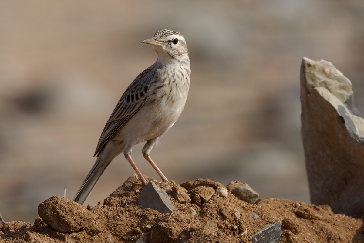 Long-billed Pipit (Socotra) - ML627271947