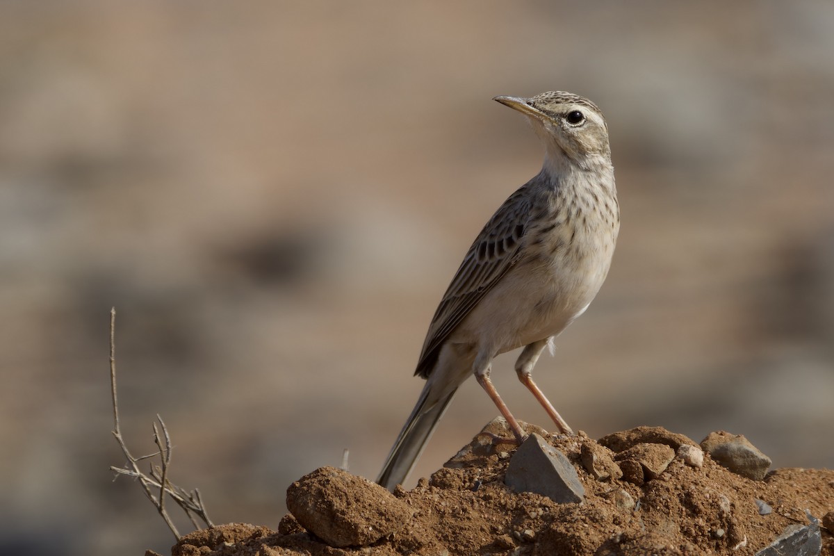 Long-billed Pipit (Socotra) - ML627271948