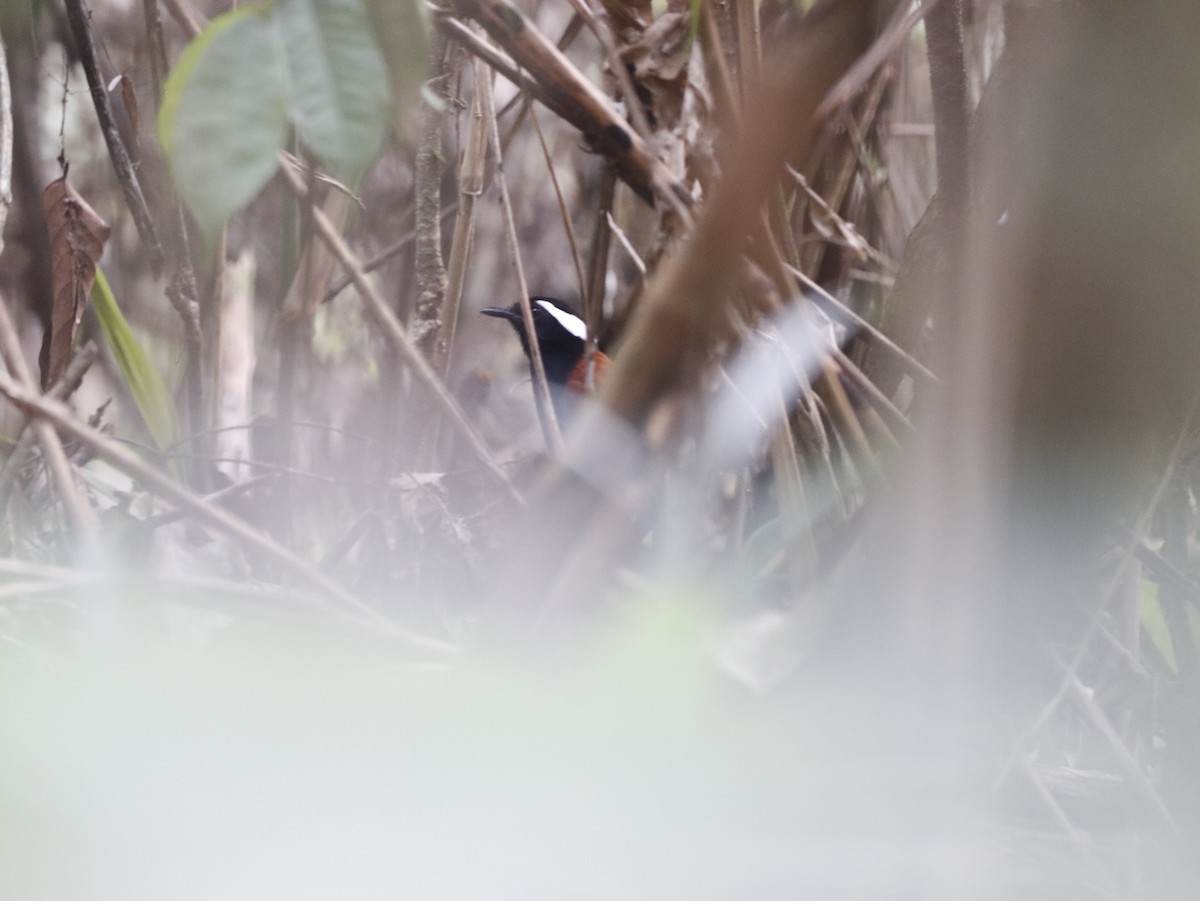 Black-bellied Gnateater - ML627272105