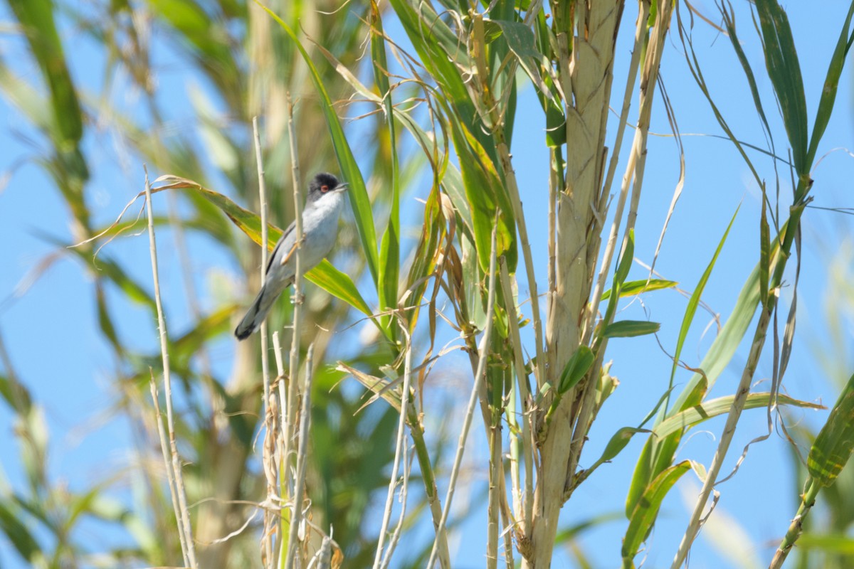 Sardinian Warbler - ML627272279