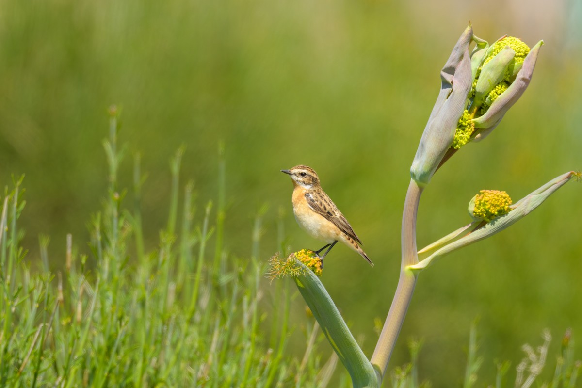 Whinchat - ML627272285