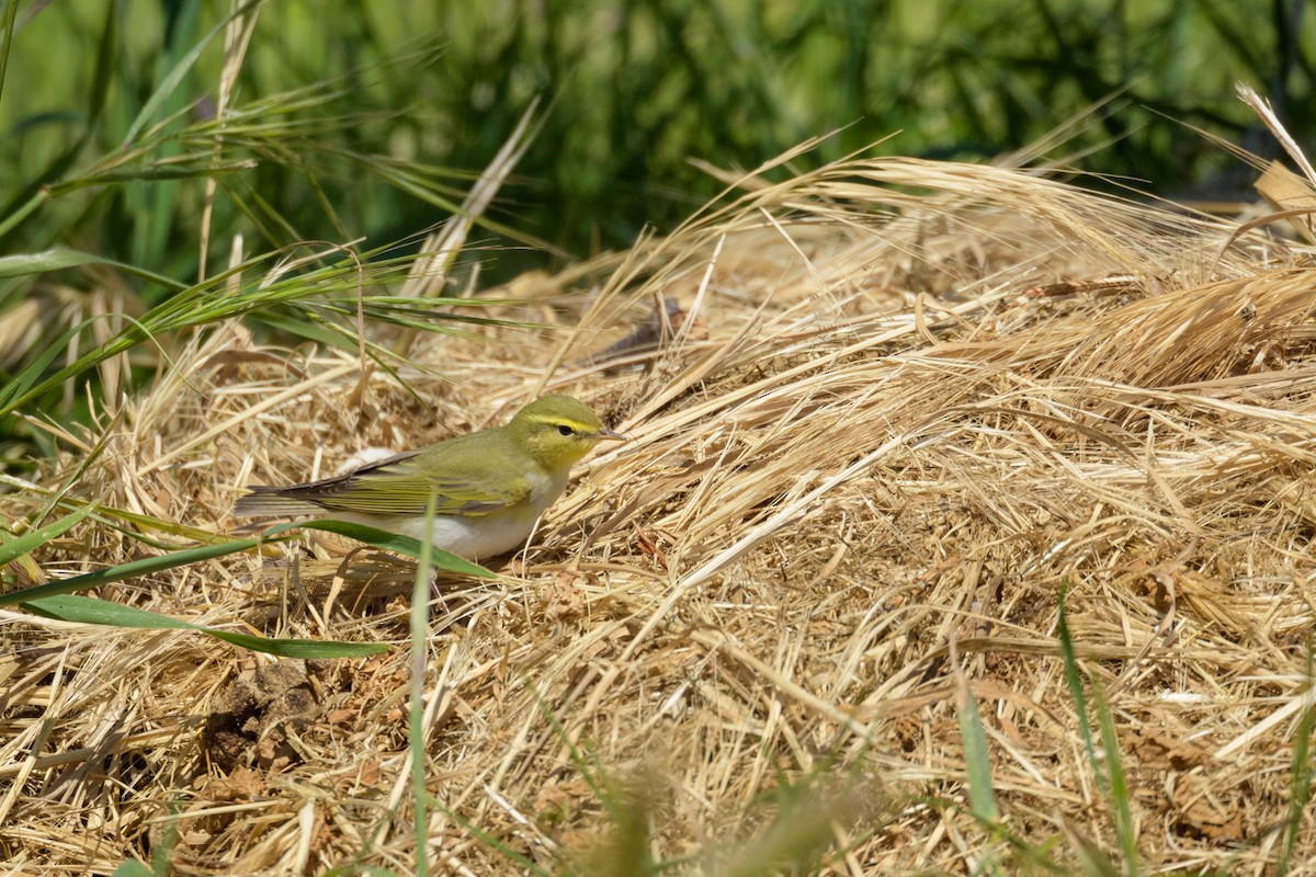 Wood Warbler - ML627272295