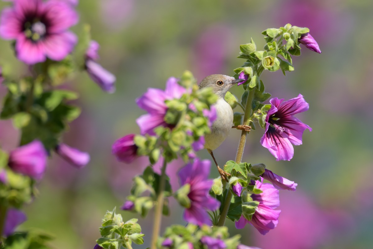 Eastern Subalpine Warbler - ML627272303