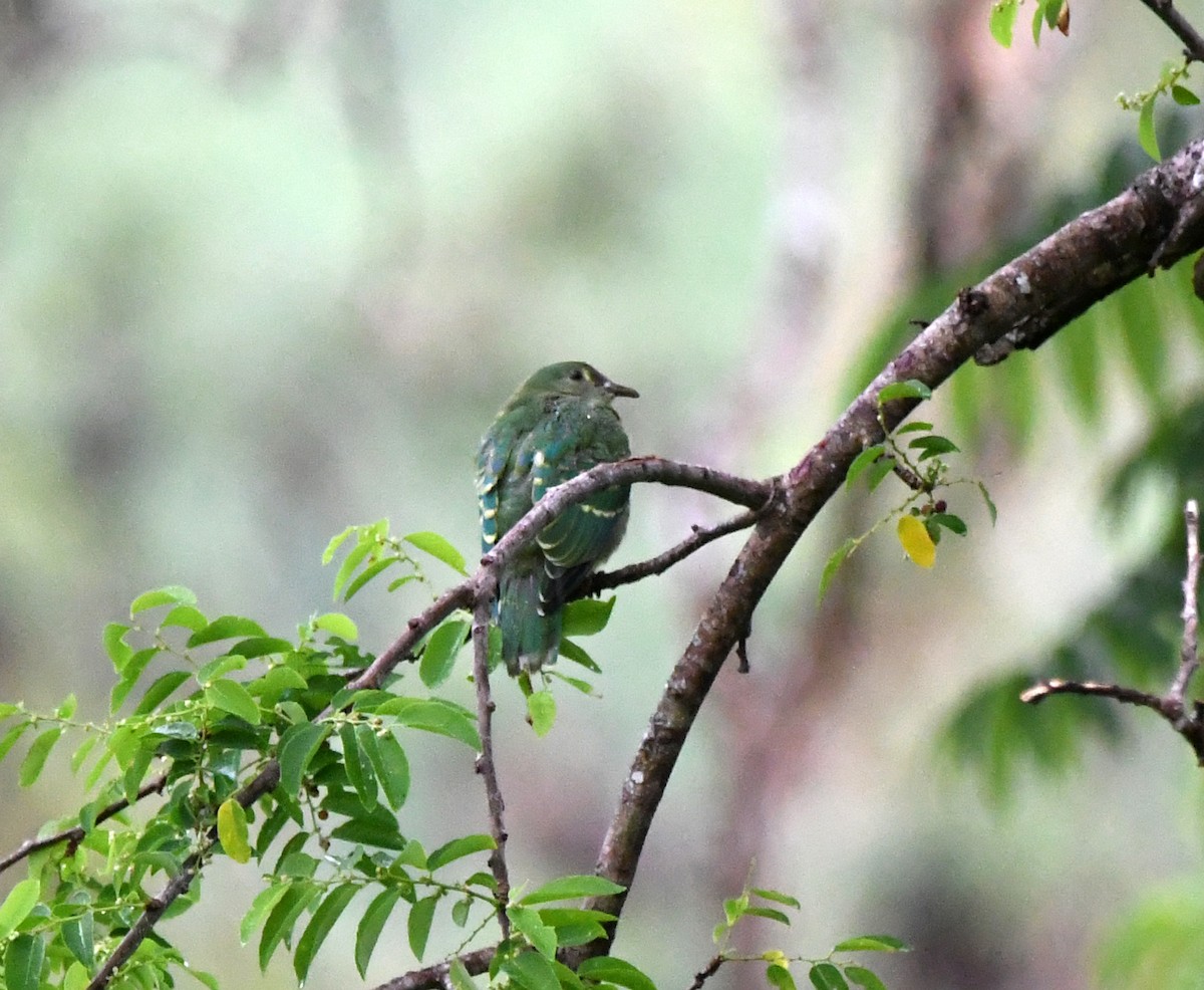Tanna Fruit-Dove - ML627272304