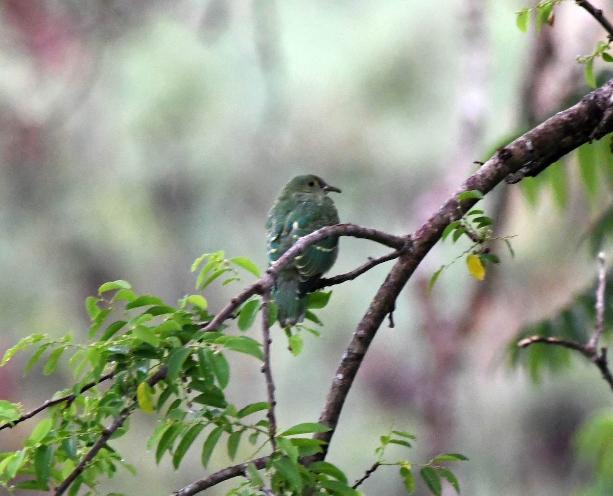 Tanna Fruit-Dove - ML627272305