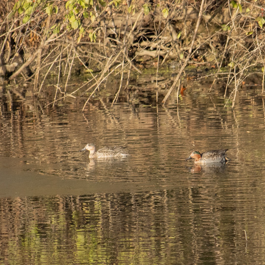 Green-winged Teal - ML627272308