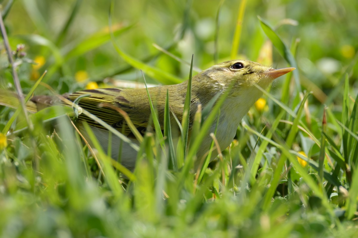 Wood Warbler - ML627272327