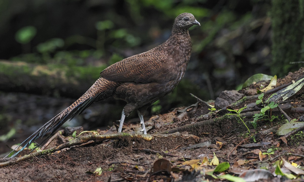 Bronze-tailed Peacock-Pheasant - ML627272337