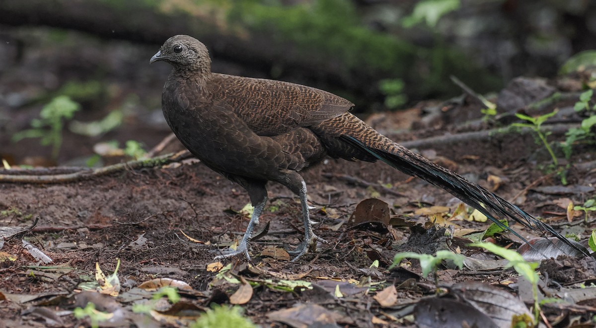 Bronze-tailed Peacock-Pheasant - ML627272338