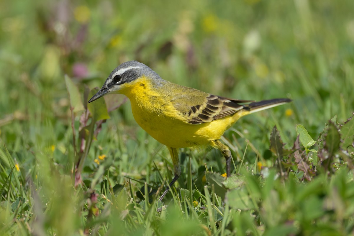 Western Yellow Wagtail - ML627272373