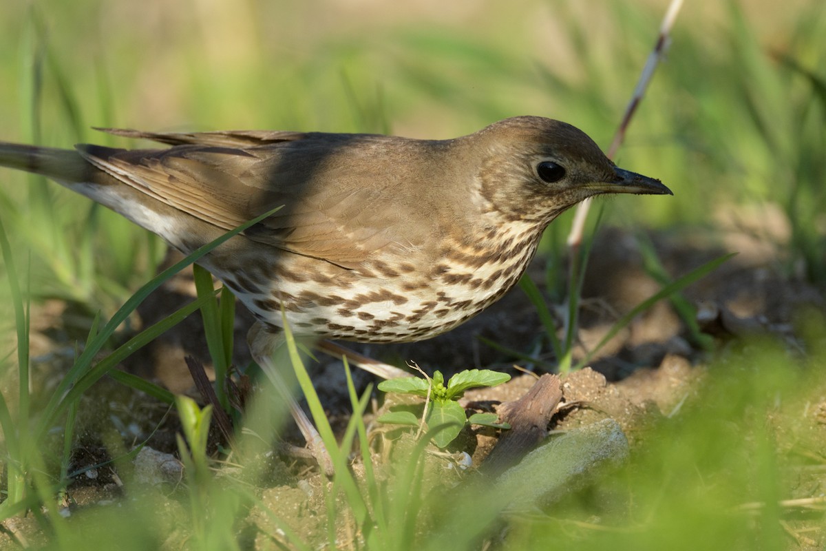 Song Thrush - ML627272380