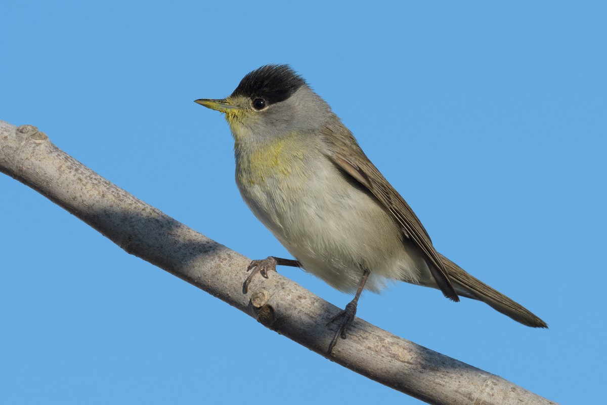 Eurasian Blackcap - ML627272389