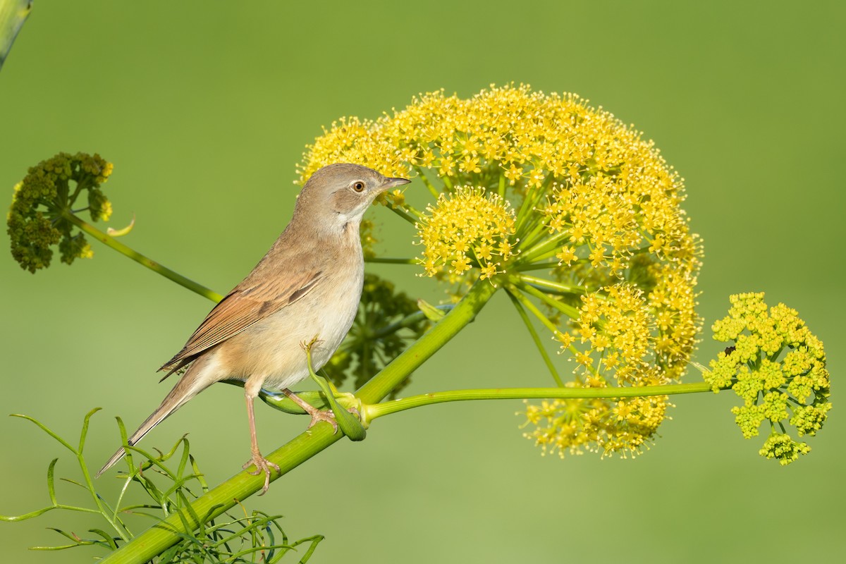 Greater Whitethroat - ML627272417