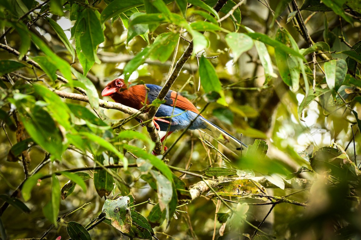 Sri Lanka Blue-Magpie - ML627272573