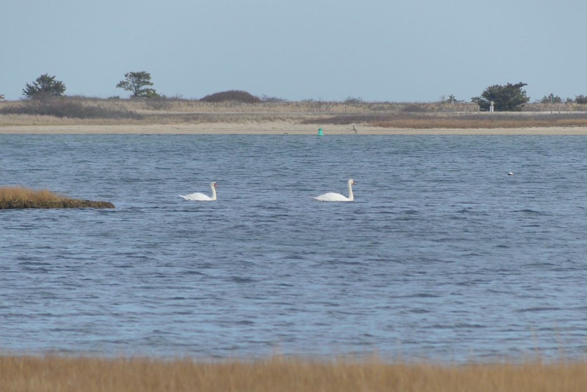 Mute Swan - ML627272612