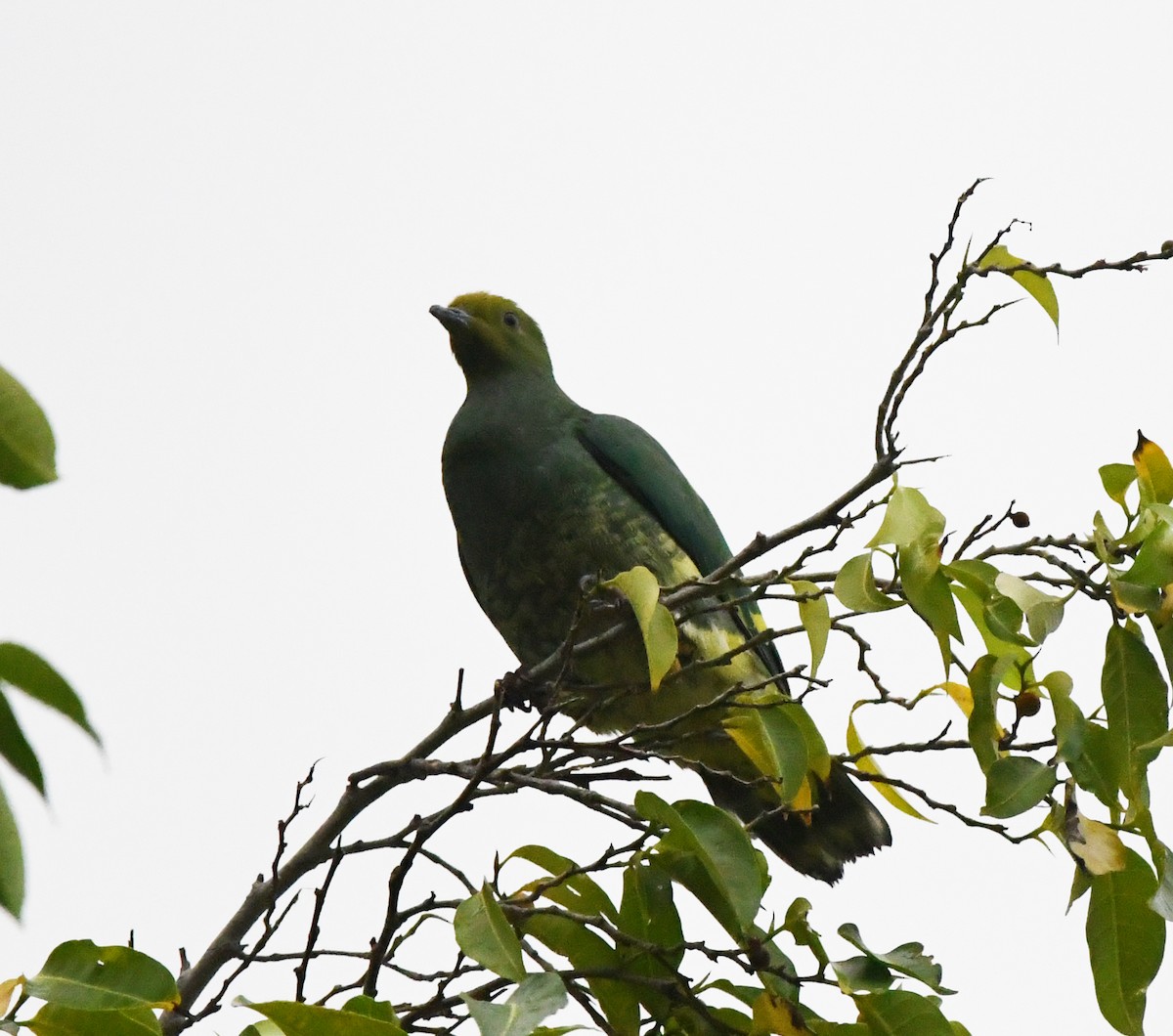 Tanna Fruit-Dove - ML627272638