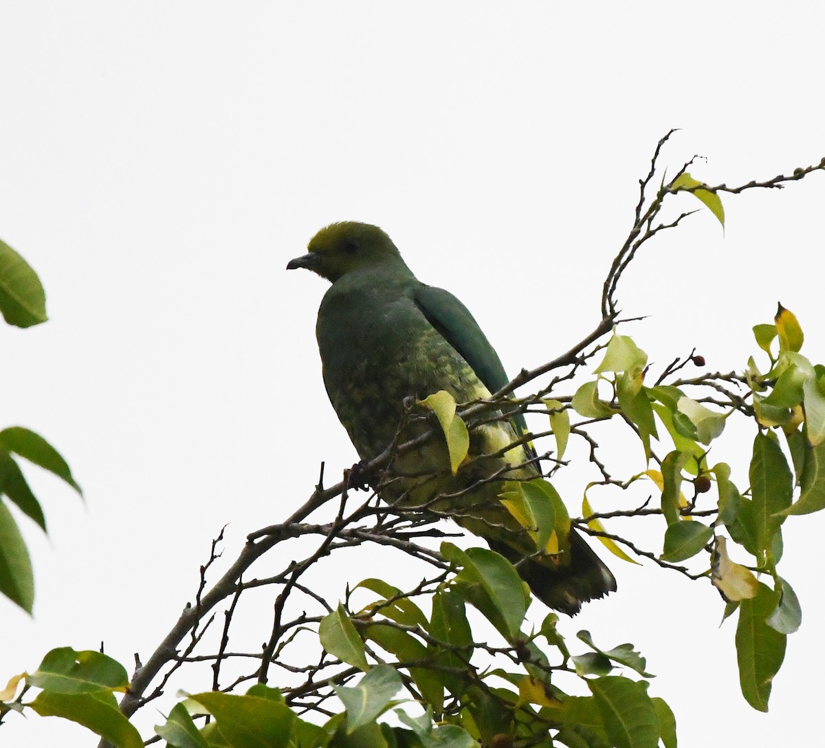 Tanna Fruit-Dove - ML627272639
