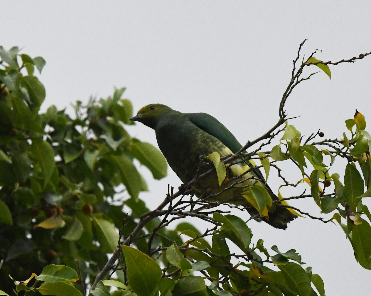 Tanna Fruit-Dove - ML627272642