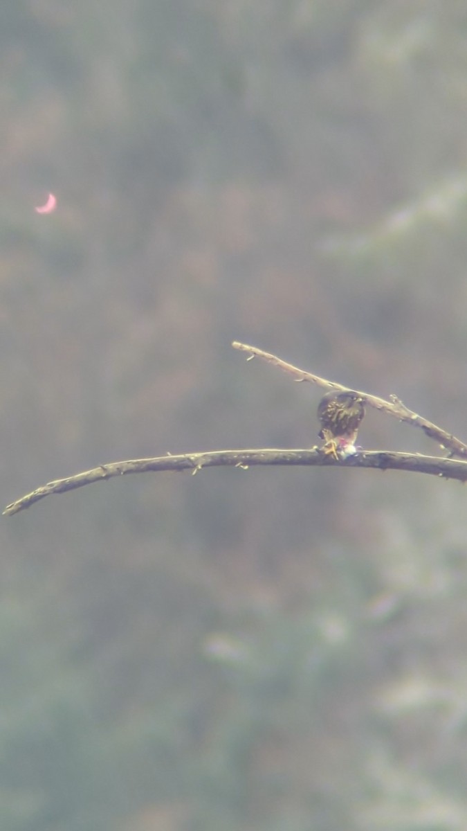 Merlin - ML627272661