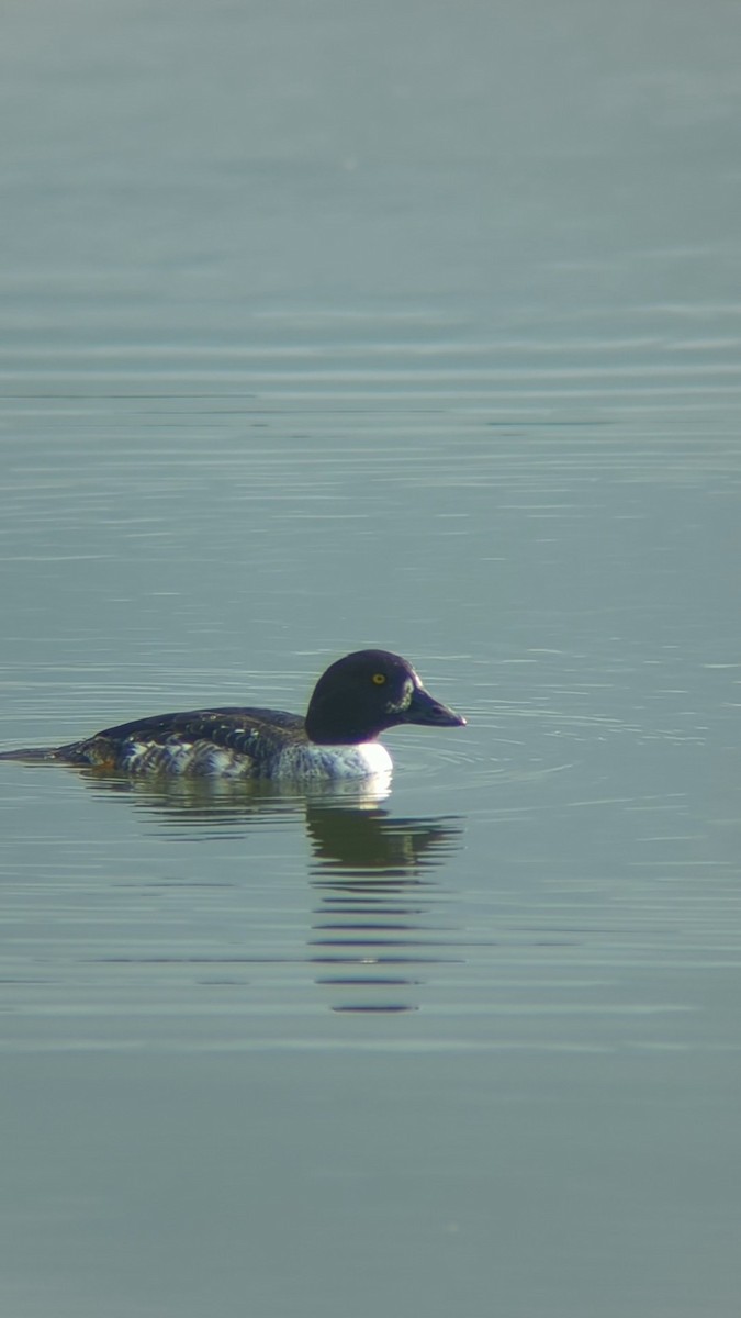 Common Goldeneye - ML627272753