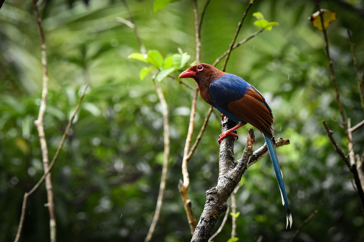 Sri Lanka Blue-Magpie - ML627272823