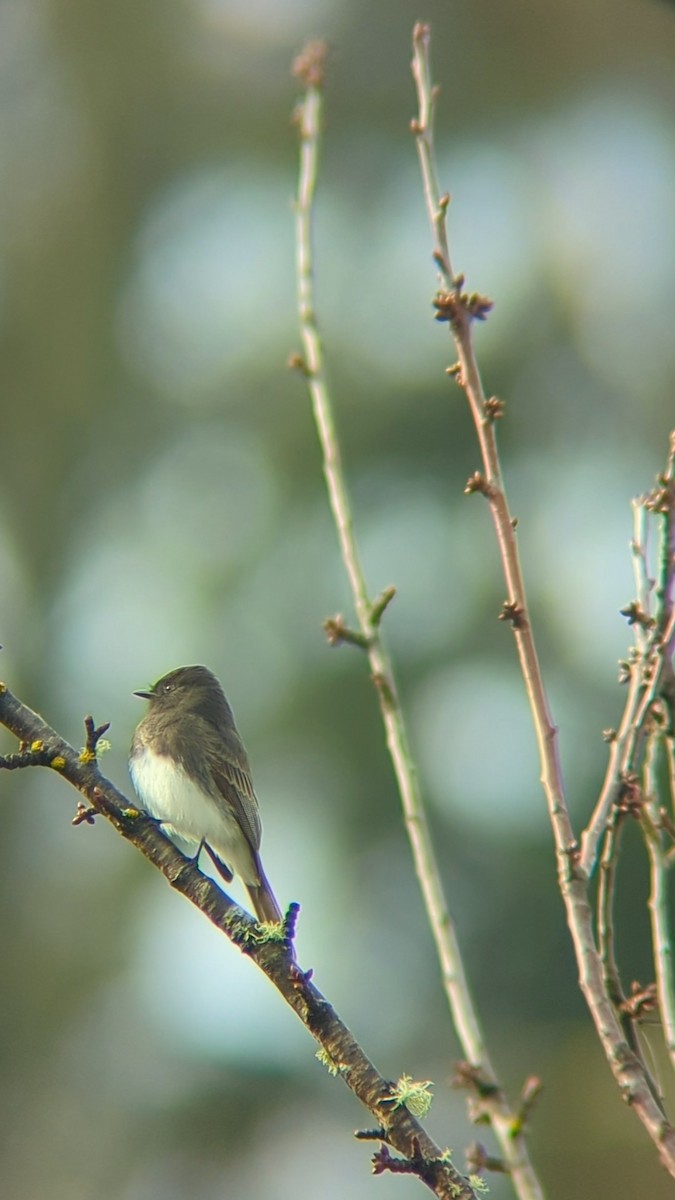 Black Phoebe - ML627272841