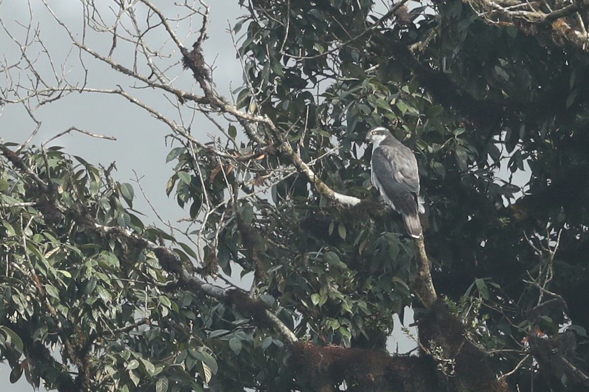 Eurasian Goshawk - ML627272963