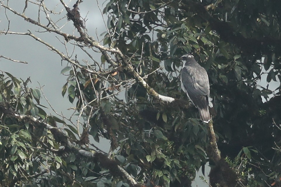 Eurasian Goshawk - ML627272964