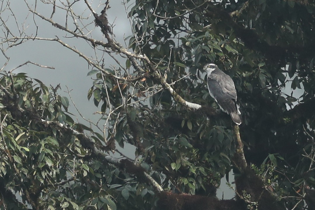 Eurasian Goshawk - ML627272966