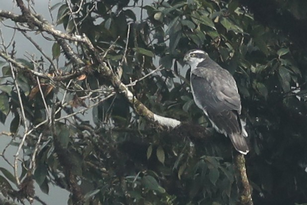 Eurasian Goshawk - ML627272967