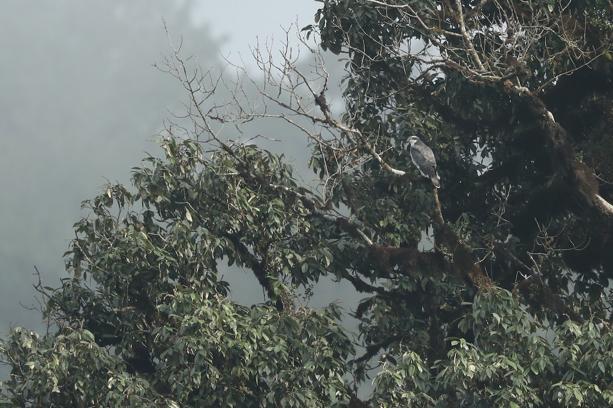 Eurasian Goshawk - ML627272968