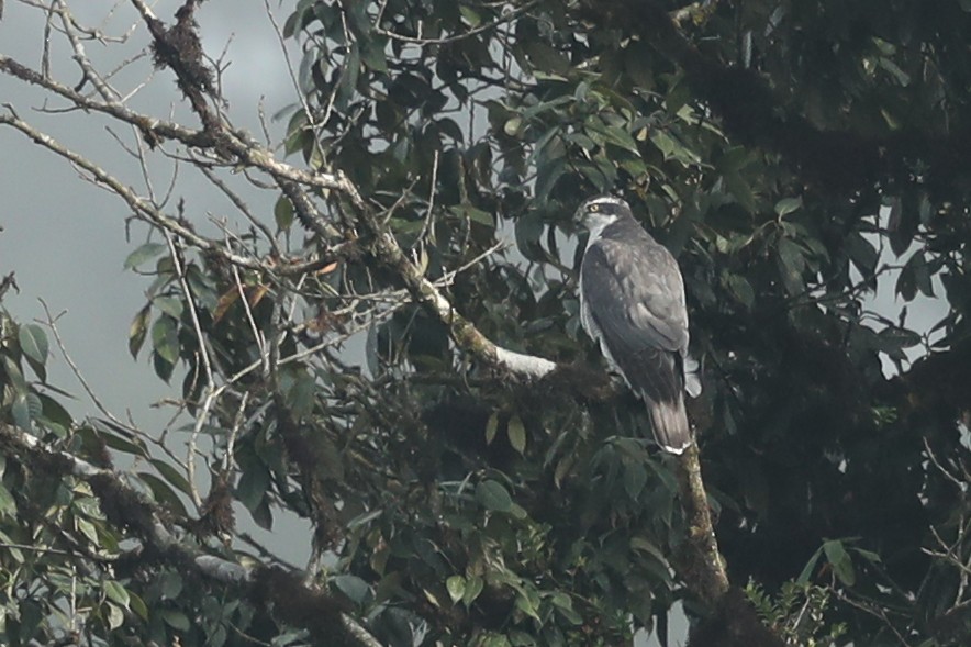 Eurasian Goshawk - ML627272969
