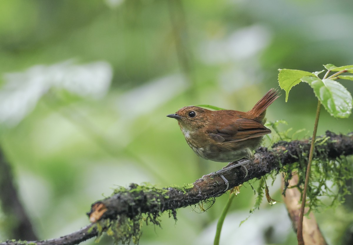 Lesser Shortwing - ML627273084