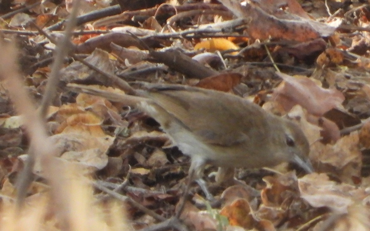 Lesser Swamp Warbler - ML627273389