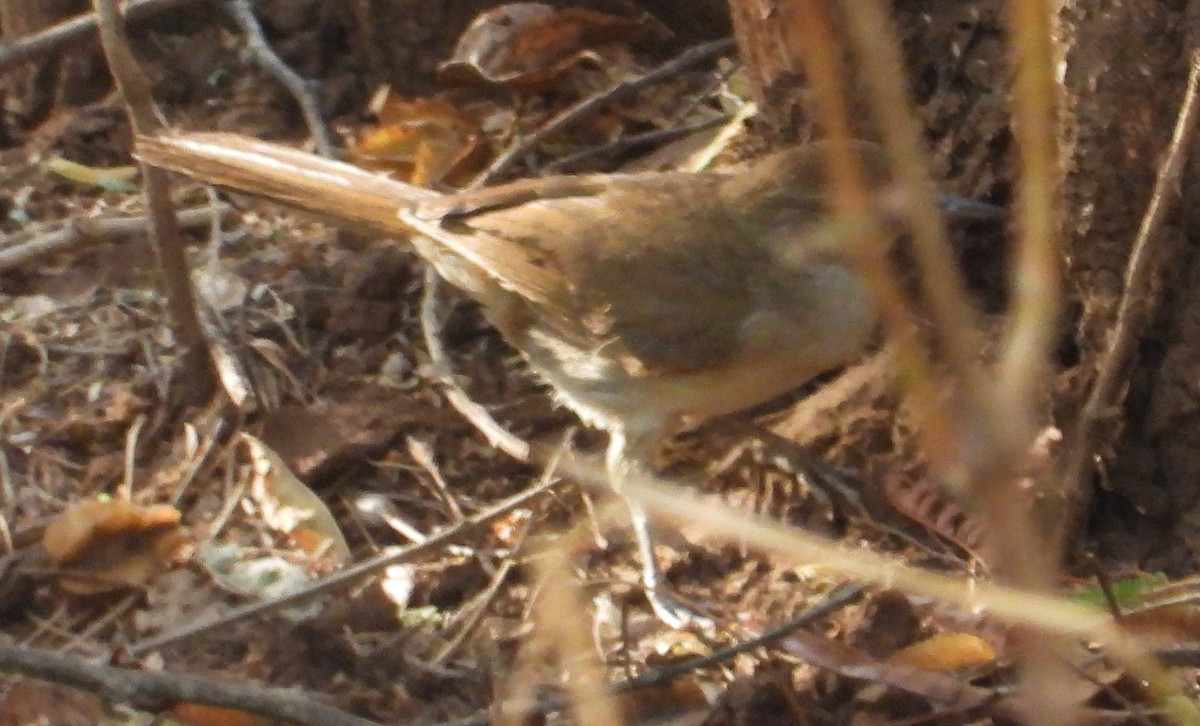 Lesser Swamp Warbler - ML627273390