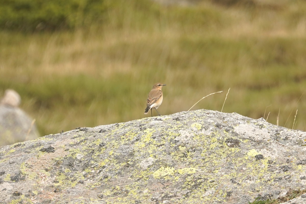 Northern Wheatear - ML627273474