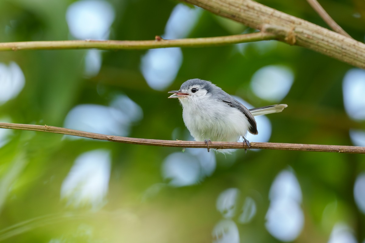 White-browed Gnatcatcher - ML627273507