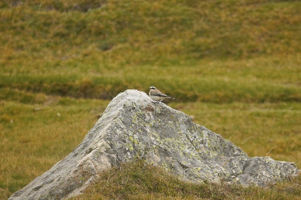 Northern Wheatear - ML627273542