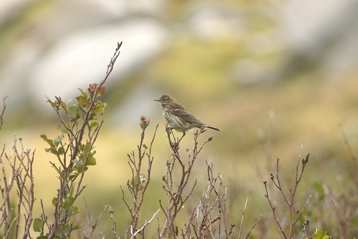 Water Pipit - ML627273577