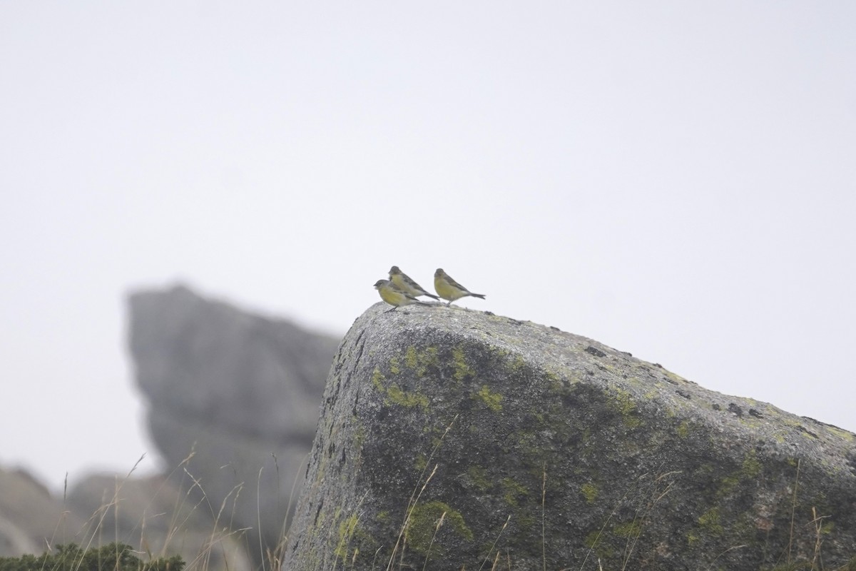 Corsican Finch - ML627273583