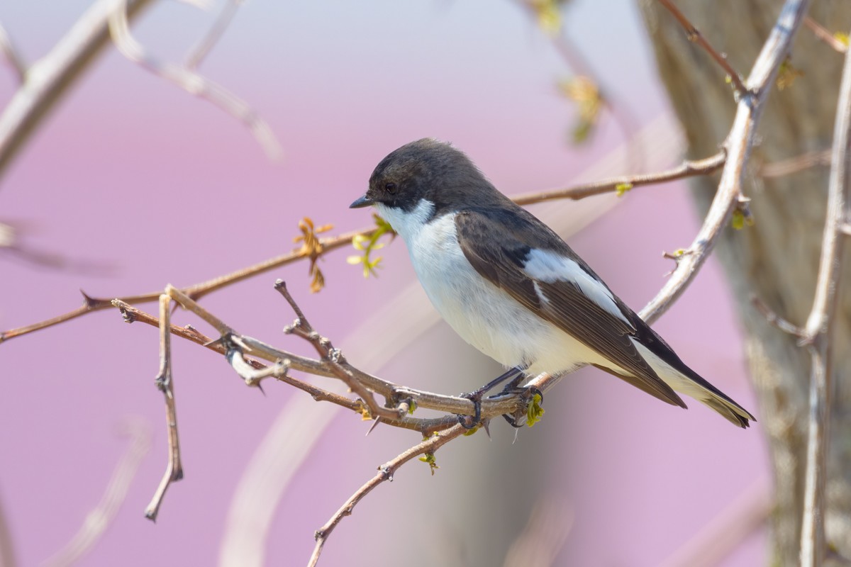 European Pied Flycatcher - ML627273673