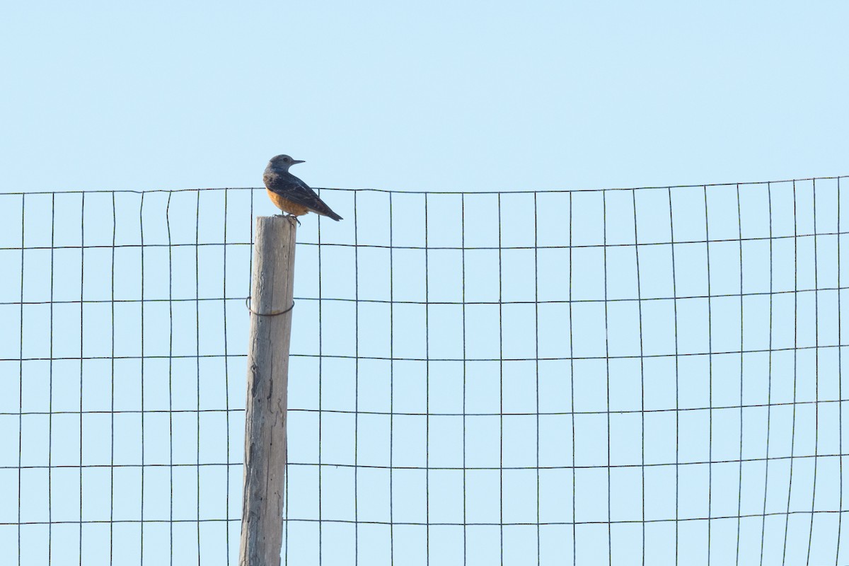 Rufous-tailed Rock-Thrush - ML627273703